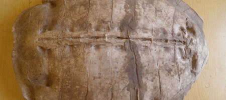 Bislang unbekannte Meeresschildkröte: Syriemis lelunnsis
