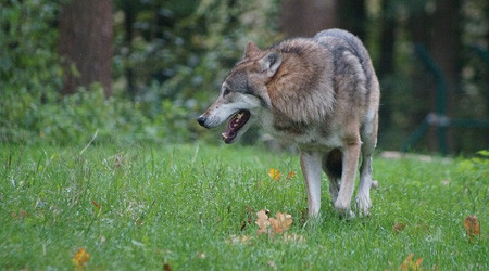 Wolf