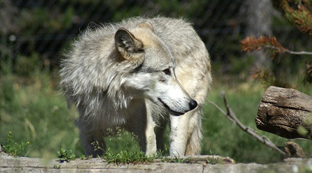 Wolf
