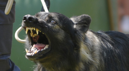 Aggressiver Hund