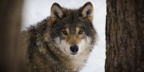 Wolf