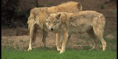Wolf