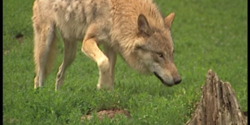 Wolf