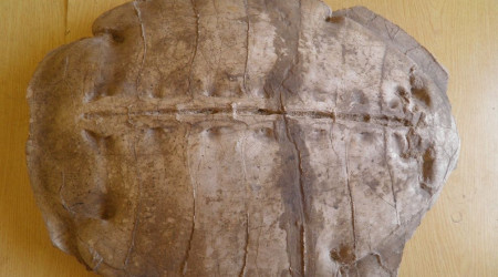 Bislang unbekannte Meeresschildkröte: Syriemis lelunnsis