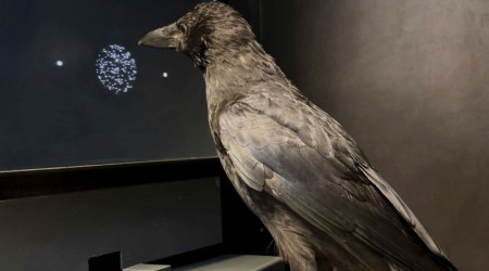 Kr&auml;he bei Experiment vor Bildschirm
