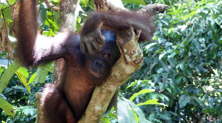 Orang-Utan Zoo vor Pflanzen auf Ast
