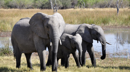 Elefanten Okavango-Delta