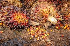 Palmöl - Früchte auf Boden liegend