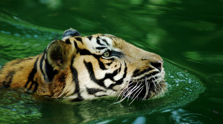 Malaiischer Tiger