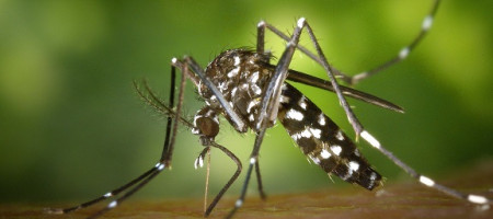 Asiatische Tigerm&uuml;cke