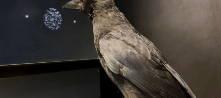 Kr&auml;he bei Experiment vor Bildschirm