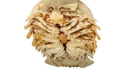 Riesenassel Bathynomus tuebingoborikensis